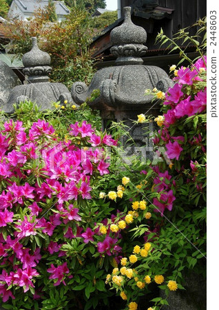 Kyoto Yanagiya Kanno early summer Kyoto Yanagiya Kanno early summer 2448603