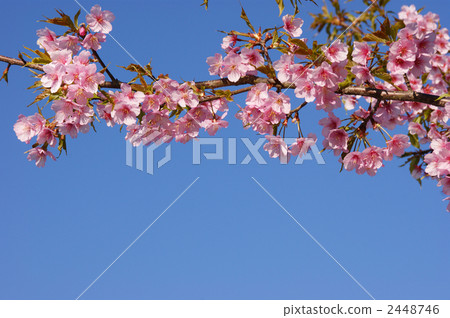藍天和椿 2448746