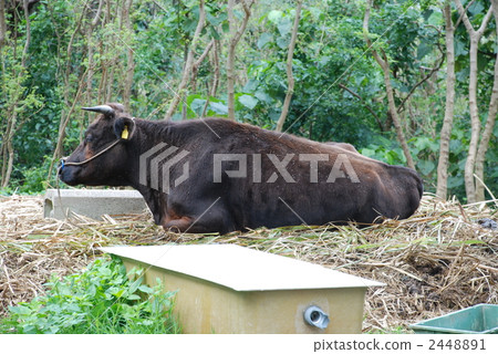 miyakojima, livestock, sitting 2448891