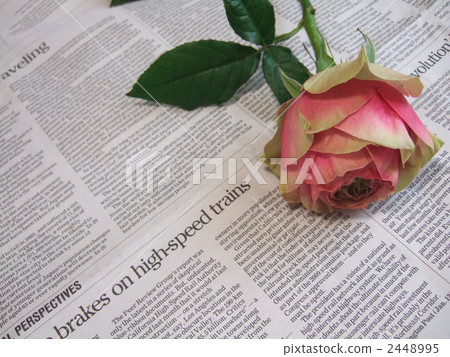 Rose and English newspaper 2448995