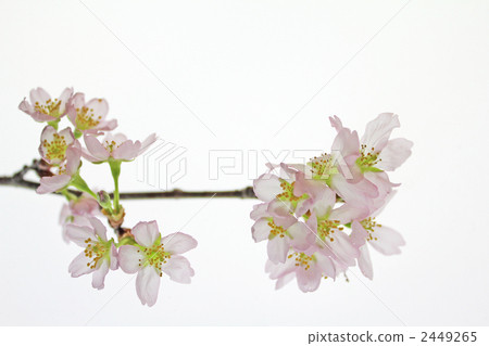 keio zakurcherry, cherry blossom, cherry tree 2449265