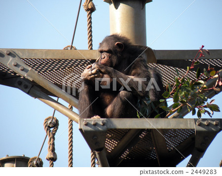 Chimpanzee 2449283