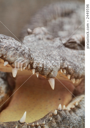 Crocodile's mouth 2449596