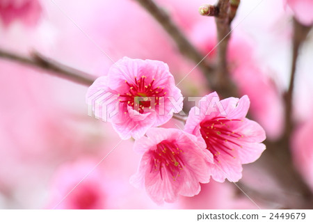 福建山櫻花 福建山櫻花 2449679