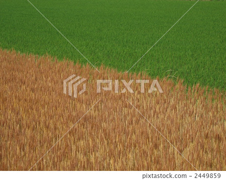 Watare of Aota and wheat fall Watare of Aota and wheat fall 2449859