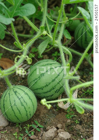watermelon   2450157