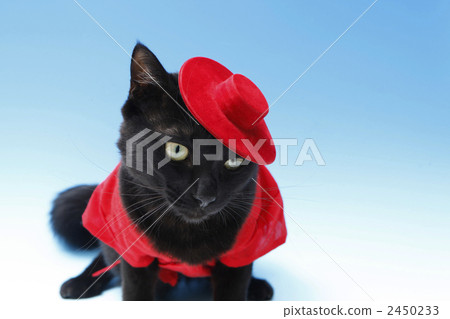 Stock Photo: japanese cat, black cat, pussy