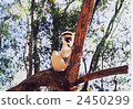 wild animal, wildlife, animal 2450299