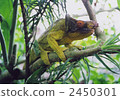 reptile, chameleon, cameleon 2450301