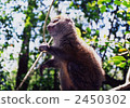 bamboo lemur, lemur, lemurs 2450302