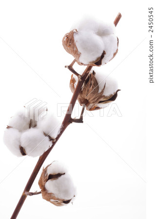 棉花 2450545