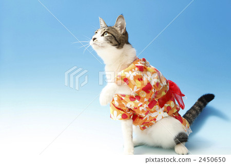 Cats in a yukata figure 2450650