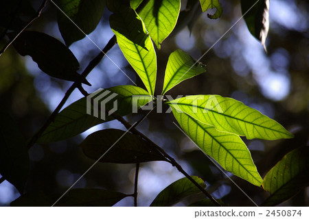 Green leaves with transmitted light 2450874