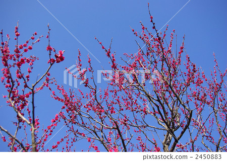 梅花（鹿兒島紅） 2450883