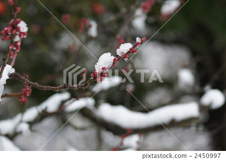 Snow and plum 2450997