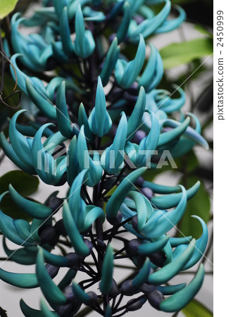 jade vine, tropical plants, botanic 2450999