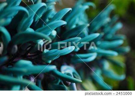 綠玉藤 熱帶植物 植物 2451000