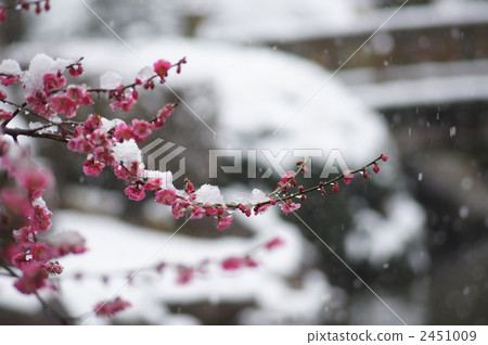 Snow and plum 2451009