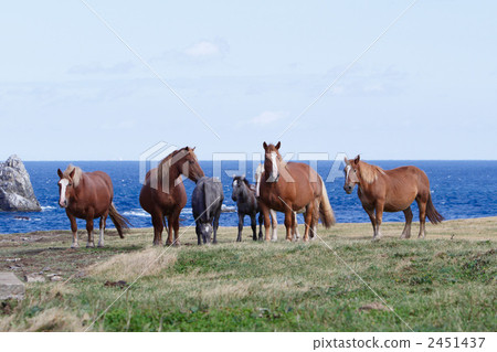 神太刀女馬 馬 馬兒 2451437