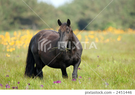神太刀女馬 馬 馬兒 2451446
