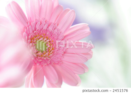 非洲菊 植物 植物學 2451576