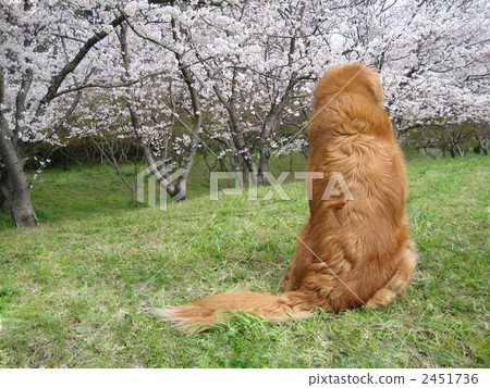 Golden retriever on the back drifting through the melancholy sorrow once looking at flowers 11 years old 2451736