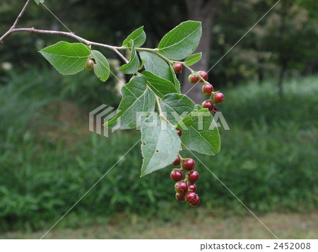 Natsuhase fruit 2452008