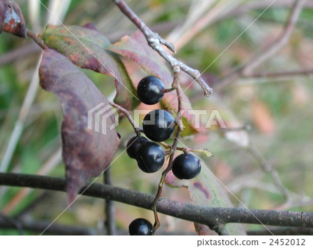 NATHASE ripe fruit NATHASE ripe fruit 2452012