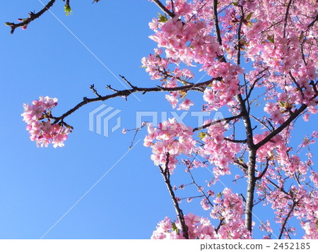 河津櫻 花朵 花 2452185