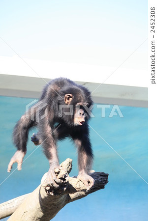Chimpanzees at Tennoji Zoo 2452308