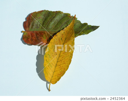 Fallen leaves Fallen leaves 2452364