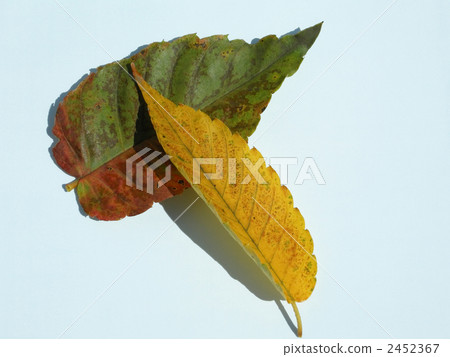 Fallen leaves Fallen leaves 2452367