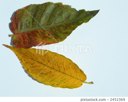 Fallen leaves Fallen leaves 2452369