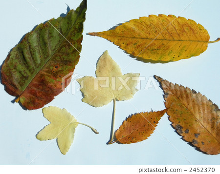 Fallen leaves Fallen leaves 2452370
