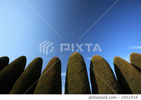 planting tree, juniperus chinensis 'kaizuka', extend 2452434