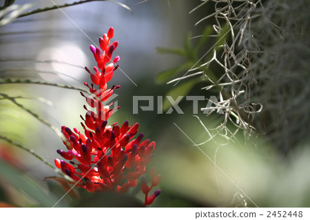 Coral Ananas 2452448