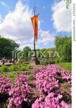 中央公園，貝塞斯達露台杜鵑花盛開 2452814