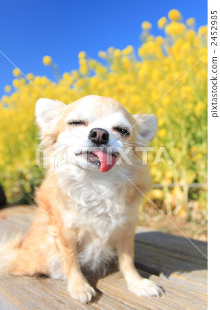 Dog 2452985