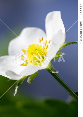 草莓花 2453357