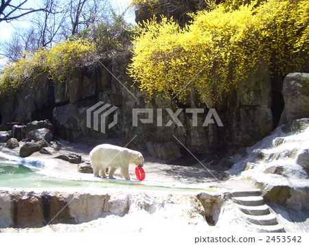 紐約Shikuma 2453542