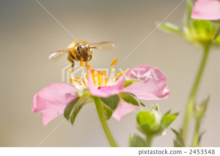 草莓花和蜜蜂 草莓花和蜜蜂 2453548