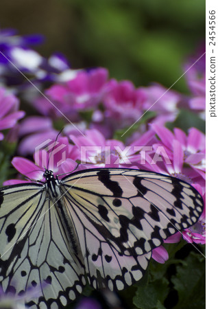 Butterfly dancing in the spring 2454566
