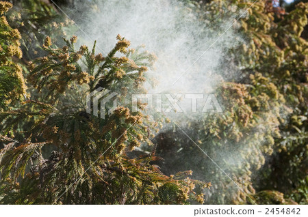 Cedar Pollen Cedar Pollen 2454842