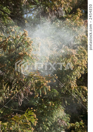 Cedar Pollen 2454850
