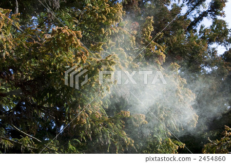 雪松花粉 雪松花粉 2454860