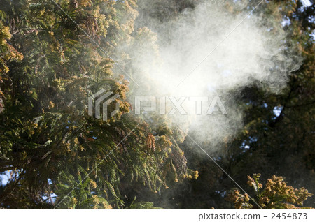 Cedar Pollen 2454873