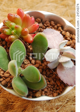 Planting succulent plants 2454874