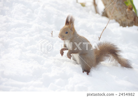 Ezoris in winter 2454982