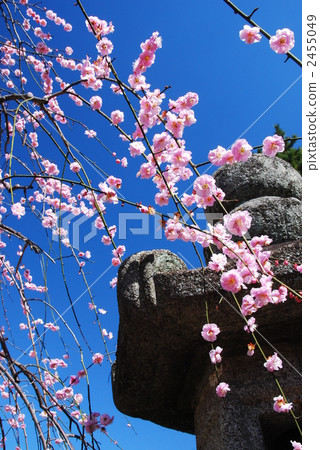 Spring Sunny day of Kyoto Kitano Spring Sunny day of Kyoto Kitano 2455049