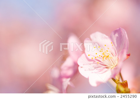 河津櫻桃宏 2455290